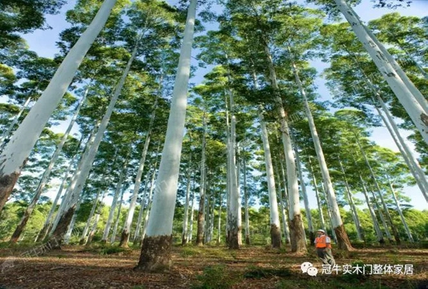 冠牛木門(mén)“簡(jiǎn)·時(shí)代”將南美尤加利作為指定木材